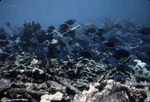 School of Blue Tangs near Buck Island, St. Croix, United States Virgin Islands by John C. Ogden