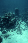 Coral Reef after Hurricane Hugo near Buck Island, St. Croix, United States Virgin Islands, I