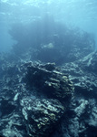 Coral Reef after Hurricane Hugo near Buck Island, St. Croix, United States Virgin Islands, J