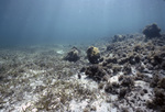 North End of Patch Reef 3 Transect near St. Croix, United States Virgin Islands