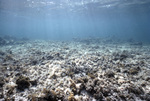 South End of Patch Reef 3 Transect near St. Croix, United States Virgin Islands by John C. Ogden