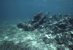 Southern End of Patch Reef 3 near St. Croix, United States Virgin Islands by John C. Ogden