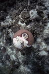 Coral with Black Band Disease, Patch Reef 6, St. Croix, United States Virgin Islands