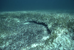 Seagrass Bed Blowouts near St. Croix, United States Virgin Islands, A by John C. Ogden