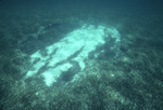 Seagrass Bed Blowouts near St. Croix, United States Virgin Islands, B by John C. Ogden