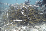 Grunt School at Tague Bay Anchorage in St. Croix, United States Virgin Islands, B