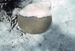 Coral with Black Band Disease near St. Croix, United States Virgin Islands