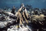 Upended Elkhorn Coral near St. Croix, United States Virgin Islands by John C. Ogden