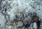 Elkhorn Coral Recruit near St. Croix, United States Virgin Islands