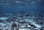 TBR Reef Crest near St. Croix, United States Virgin Islands by John C. Ogden