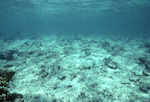 TBR Fore Reef, East Platform, near St. Croix, United States Virgin Islands, A by John C. Ogden