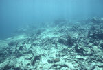 TBR Fore Reef, East Platform, near St. Croix, United States Virgin Islands, B by John C. Ogden