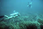 Two Divers at 20-Foot Depth in Cayo Sal, Los Roques Archipelago, Venezuela by John C. Ogden