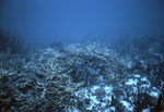 Fish Navigate Reef in Anguilla by John C. Ogden