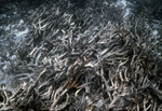 Underwater View of Diseased Coral in Anguilla by John C. Ogden