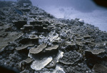 Coral Reef at Lynton's Mine in Discovery Bay, Jamaica, after Hurricane Allen, A by John C. Ogden