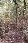 Mangrove Area in Trinidad, A by John C. Ogden