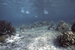 Agaricia agaricites and Montastrea cavernosa, Rainbow Gardens Reef, August 5, 1997