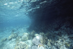 Agaricia agaricites, Rainbow Gardens Reef, August 5, 1997, A