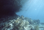 Agaricia agaricites, Rainbow Gardens Reef, August 5, 1997, B