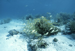 French Grunts Among Acropora cervicornis, Rainbow Gardens Reef, August 5, 1997, A