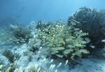 French Grunts Among Coral, Rainbow Gardens Reef, August 5, 1997