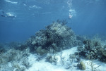 Orbicella annularis, Rainbow Gardens Reef, August 5, 1997