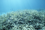 French Grunts Among Acropora cervicornis, Rainbow Gardens Reef, August 5, 1997, B