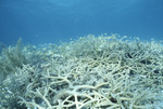 French Grunts Among Acropora cervicornis, Rainbow Gardens Reef, August 5, 1997, C