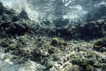 Coral and Rocks, Rainbow Gardens Reef, August 5, 1997