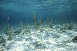 Gorgonians, Rainbow Gardens Reef, August 5, 1997