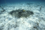 Seagrass, Rainbow Gardens Reef, August 5, 1997