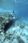 Snorkeler at Cave Entrance, White Horse Reef, August 5, 1997