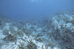 Coral and Fish, White Horse Reef, August 5, 1997