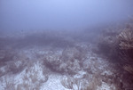 Gorgonia, White Horse Reef, August 5, 1997