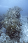 Gorgonia and Other Coral, White Horse Reef, August 5, 1997