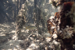 Algae at Mangrove Roots, Normans Pond Cay, August 5, 1997, A