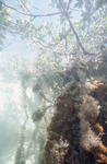 Algae at Mangrove Roots, Normans Pond Cay, August 5, 1997, B