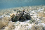 Coral Reef, Normas Pond Cay, August 5, 1997