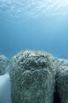 Giant Stromatolites, Lee Stocking Island, August 5, 1997, A