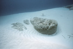 Giant Stromatolites, Lee Stocking Island, August 5, 1997, D