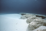 Giant Stromatolites, Lee Stocking Island, August 5, 1997, E