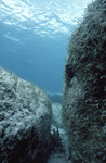 Giant Stromatolites, Lee Stocking Island, August 5, 1997, F