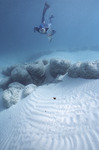 Diver at Giant Stromatolites, Lee Stocking Island, August 5, 1997, C