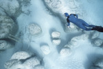 Diver at Giant Stromatolites, Lee Stocking Island, August 5, 1997, D