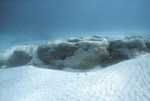 Giant Stromatolites, Lee Stocking Island, August 5, 1997, I