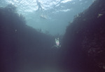 Divers at Cave, Sugar Cay, August 6, 1997