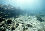 Fish and Coral, Sugar Cay, August 6, 1997