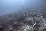 Divers at Coral Reef, Windsock Bay, August 7, 1997, A