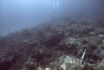 Divers at Coral Reef, Windsock Bay, August 7, 1997, B